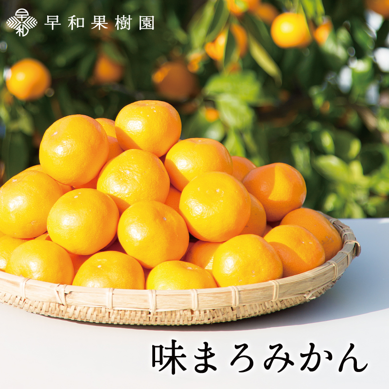 みかんランキング1位の味まろみかんは甘くてまろやかな味わいが特徴のみかん
