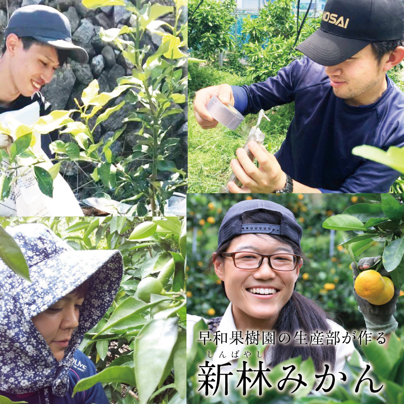 みかんランキング3位の新林みかんは甘くて濃厚なみかんを生産部の思いと共に楽しむことができます