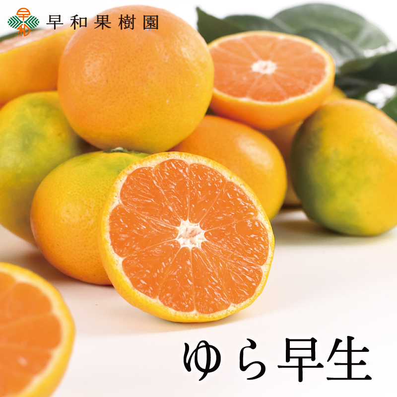 みかんランキング2位のゆら早生みかんは酸味と甘味のバランスが絶妙な濃厚みかん