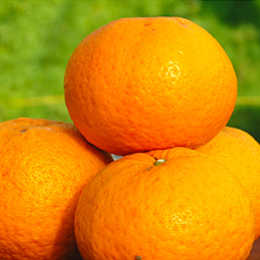 初夏の味わい「甘夏」
