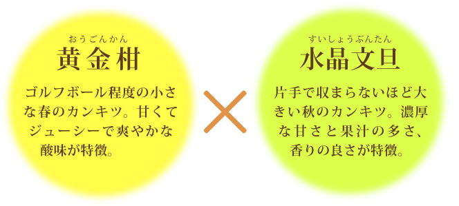 早和の香の親