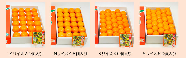 化粧箱入りは4種類ご用意