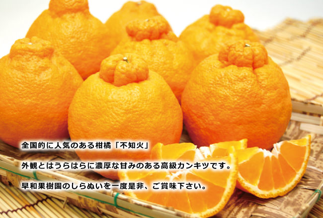 和歌山県産しらぬい