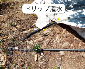 ドリップ潅水システム