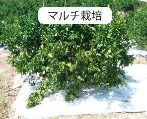 マルチ栽培