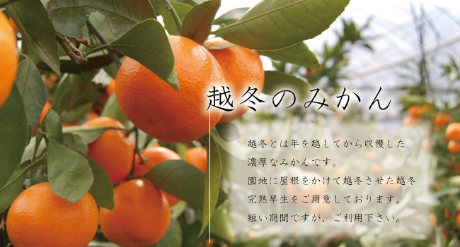 越冬みかん