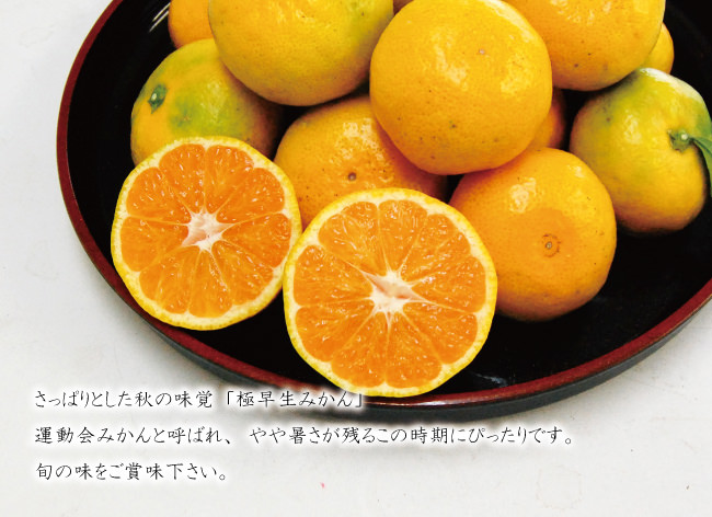 秋の味覚、有田みかんの極早生みかん
