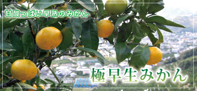 極早生みかん