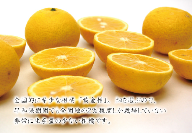 黄金柑をどうぞご賞味下さい。