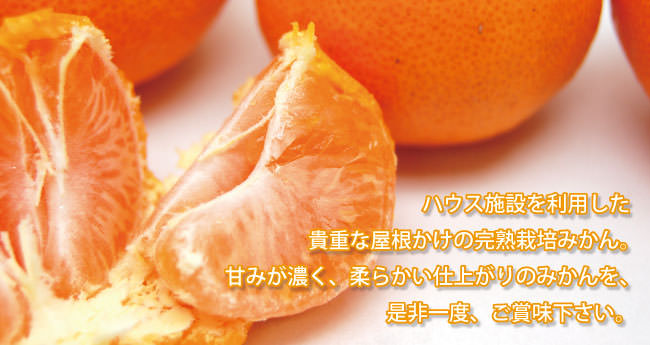 高級有田みかん