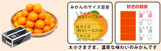早和みかん「新林」のサイズと甘さ
