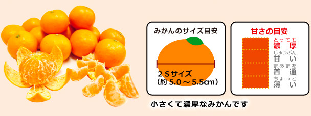 味こいみかんミニのサイズと甘さ