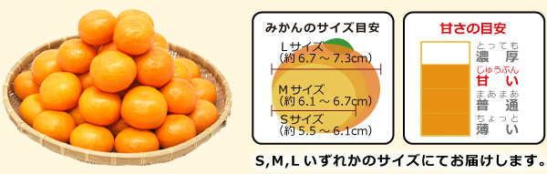 味まろみかんのサイズと甘さ