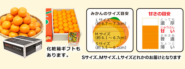 味まろみかんのサイズと甘さ