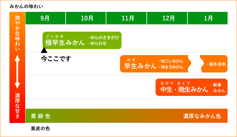 早和果樹園の取り扱うみかんの品種の移り変わり