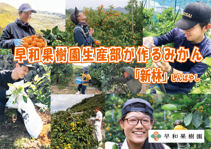 早和みかん新林販売中