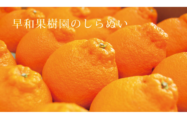 デコポン