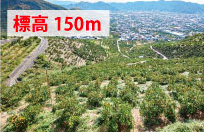 標高150mぐらい