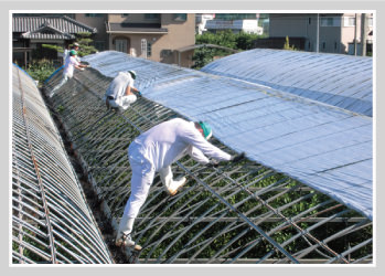 夏場のシート張り