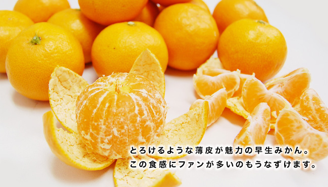 冬のみかんってどんな品種