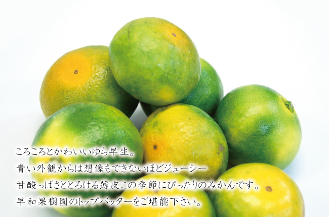 ゆら早生みかん