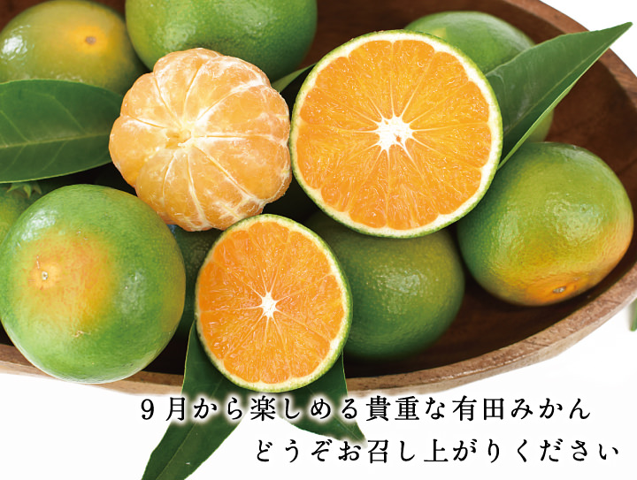みかんの新品種ゆらのさきがけ