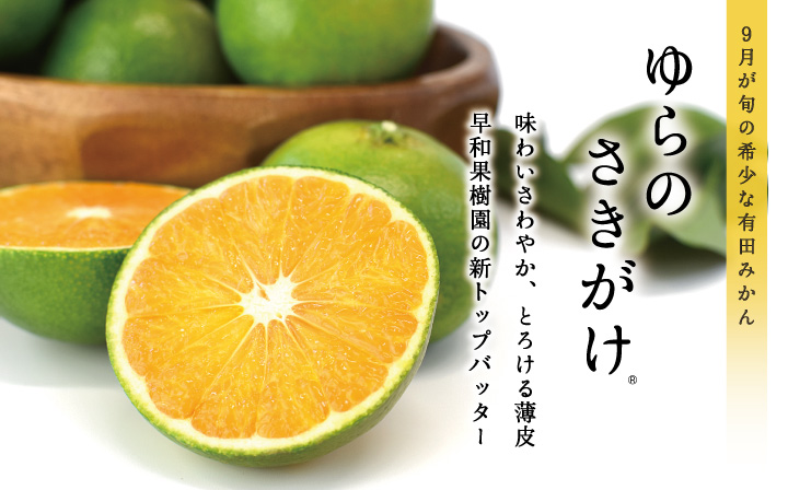 みかん ゆらのさきがけ（YN26）│ゆら早生から生まれた新品種は和歌山有田