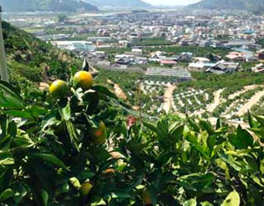 極早生特有の爽やかな酸味も