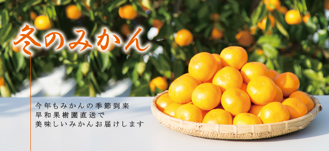 和歌山県有田有田みかん