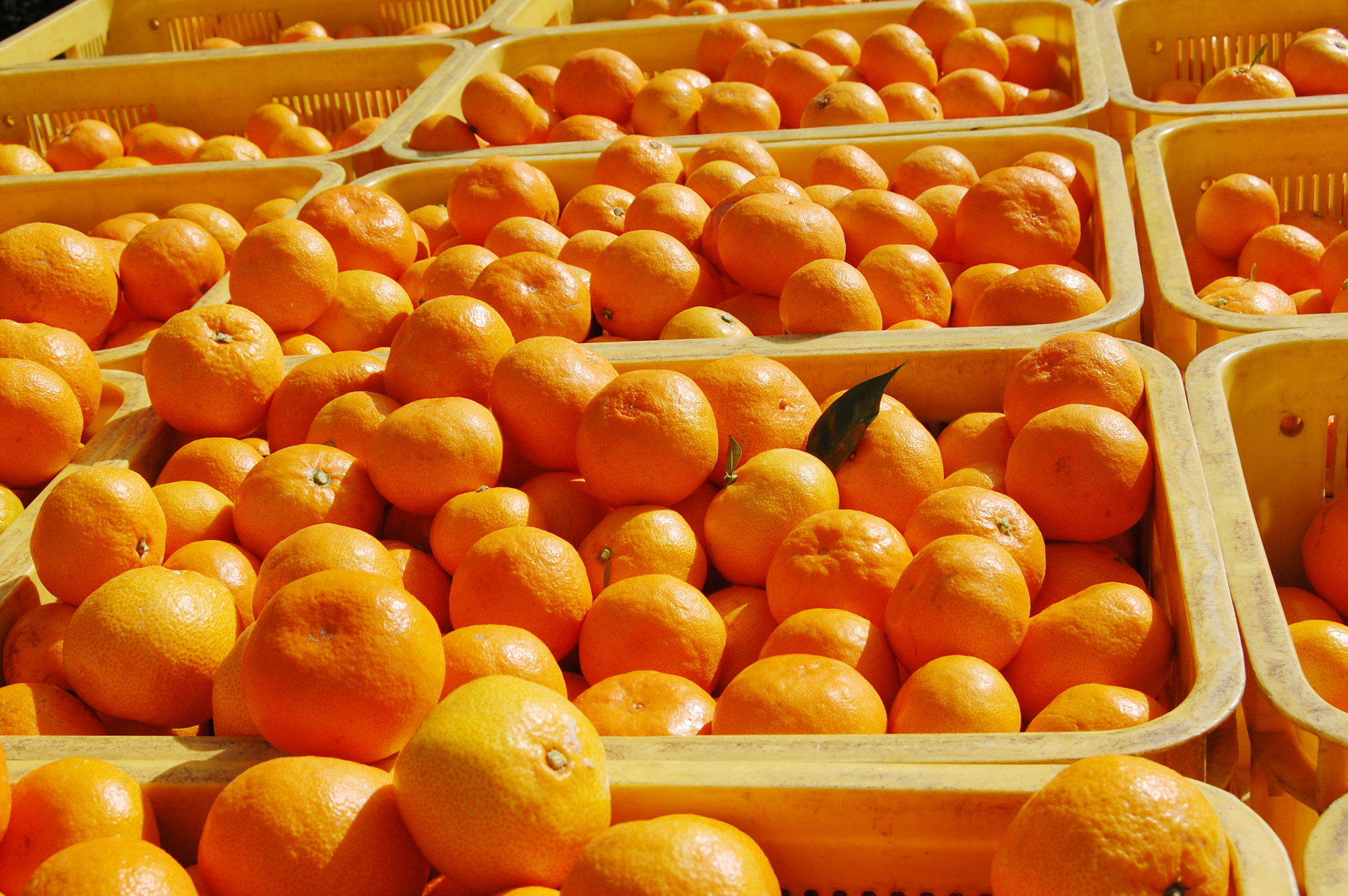 大量の密集したみかん