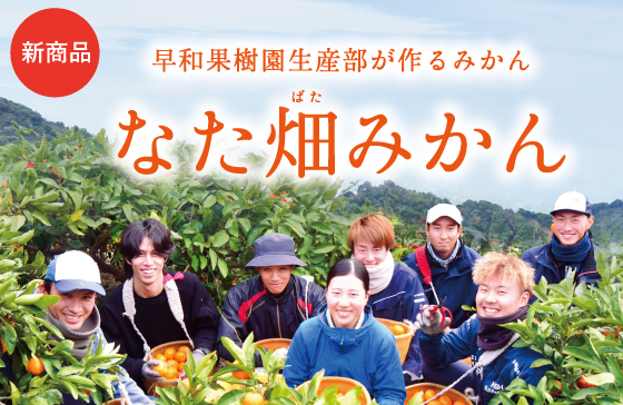 早和みかんなた畑販売中