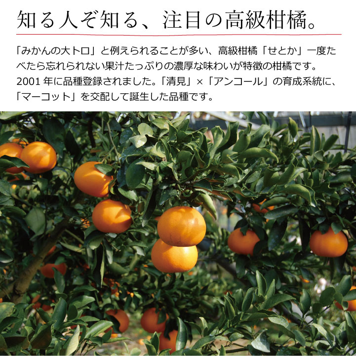 和歌山県産せとか