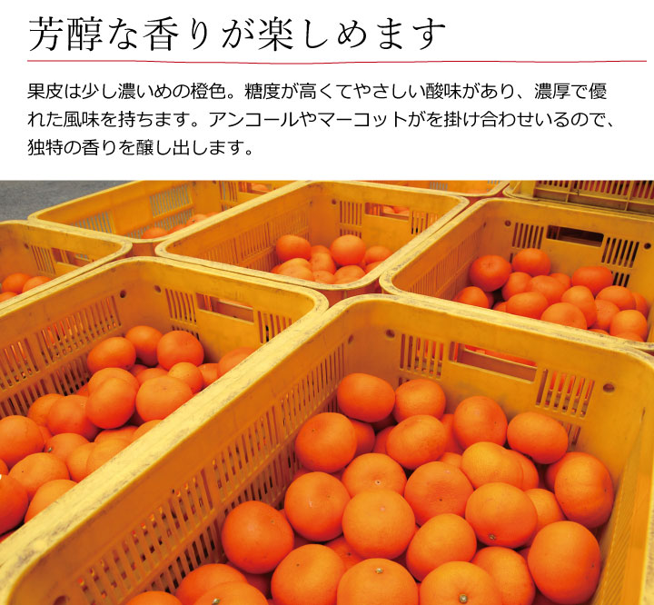 和歌山県産せとか
