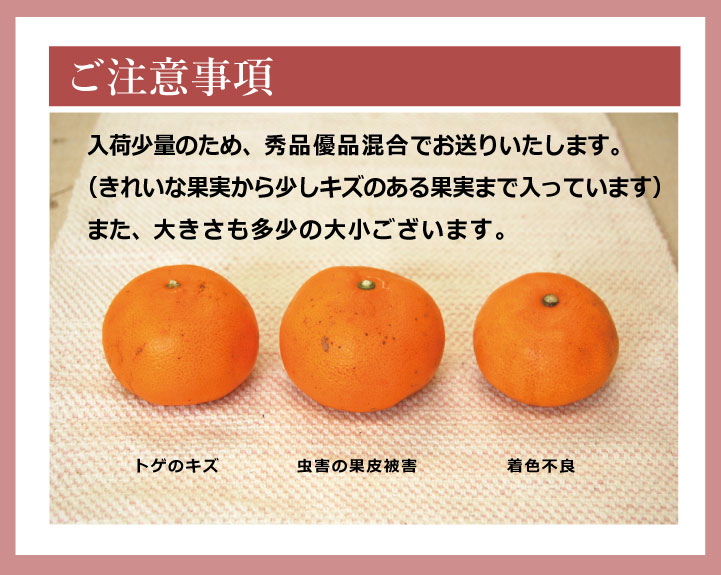 和歌山県産せとか