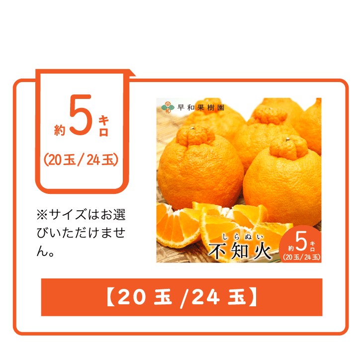 しらぬい20玉24玉