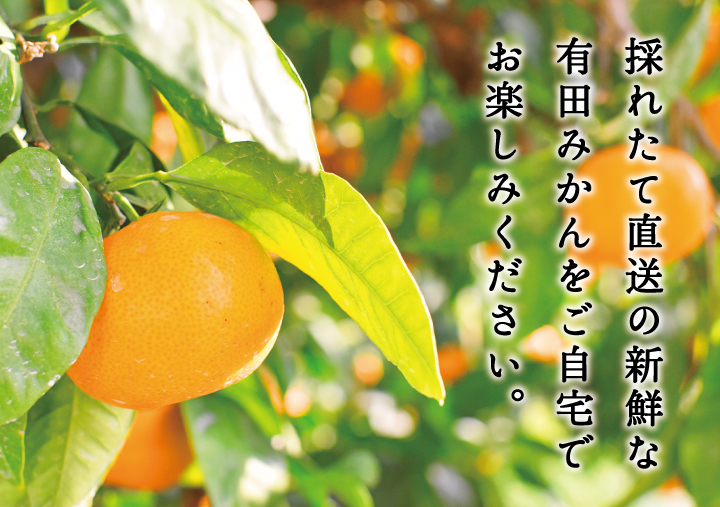 アグリファンフェスタみかん。