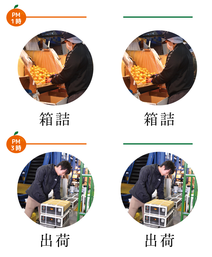 箱詰め、出荷