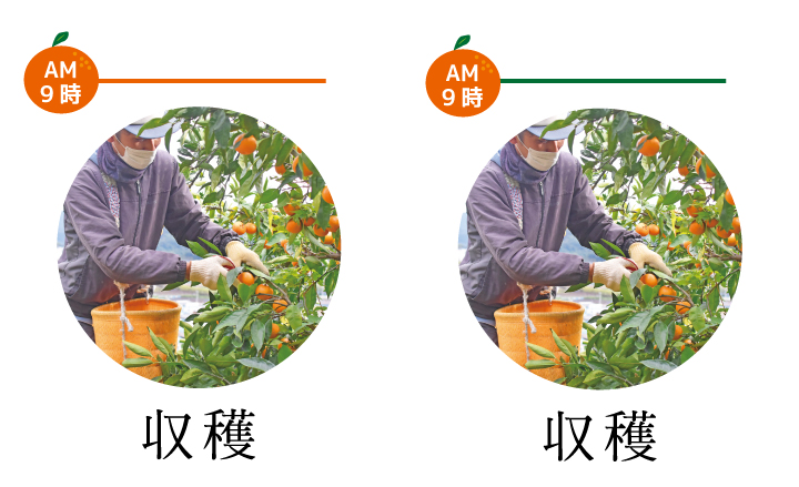 みかんを収穫します