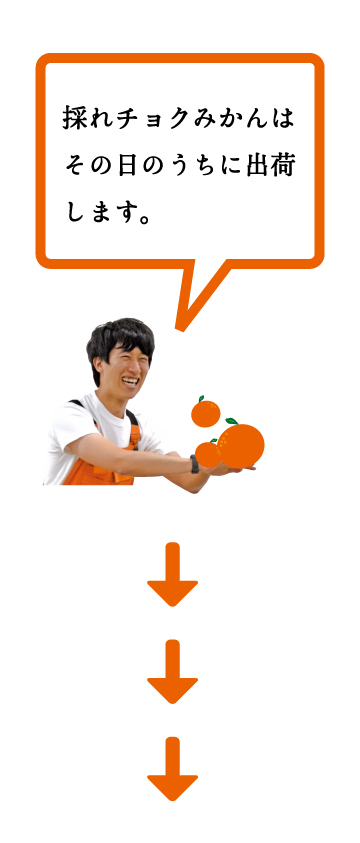 採れチョクみかんの比較