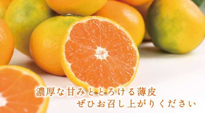 ゆら早生みかん