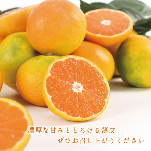 糖度が高い特徴をもつゆら早生みかん3kg｜有田みかんの早和果樹園