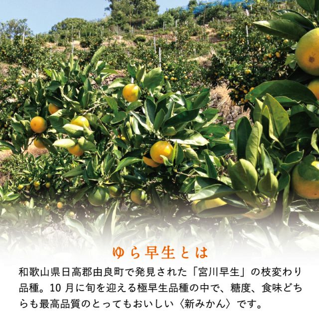 ※saki　和歌山県由良町　ゆら早生　秀品10kg 和歌山県産のゆら早生みかん10kg｜紀州有田の早和果樹園