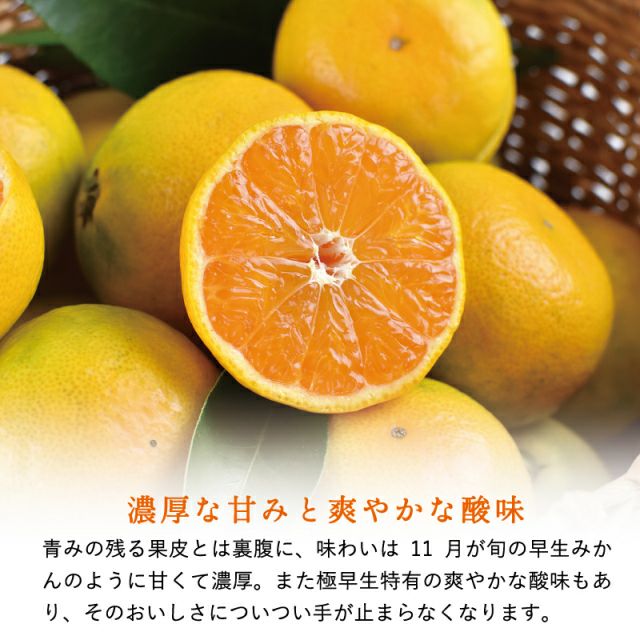 和歌山県産のゆら早生みかん10kg｜紀州有田の早和果樹園