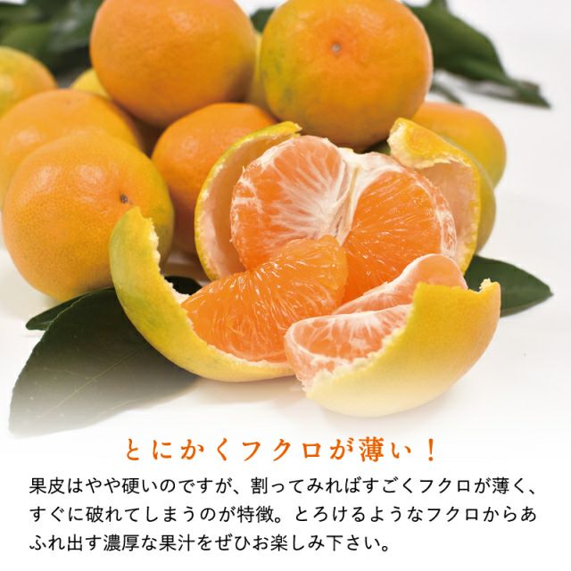 ※saki　和歌山県由良町　ゆら早生　秀品10kg あじこい！由良のゆら早生みかん！】秀品 10kg Mサイズ 贈答用：和歌山