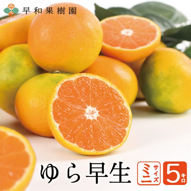 10キロ　ゆら早生　有田みかん　サイズバラバラ 楽天市場】ゆら早生みかん 送料無料【 秀品 S サイズ 10kg 】秋みかん