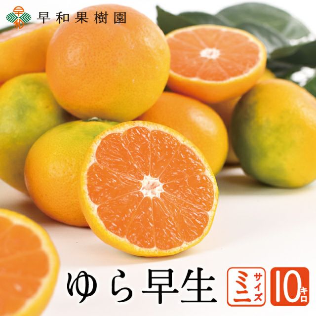 国産バレンシアオレンジのお取り寄せなら和歌山有田みかんの早和果樹園