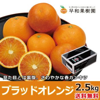 ブラッドオレンジ｜和歌山有田みかんの産地直送なら早和果樹園