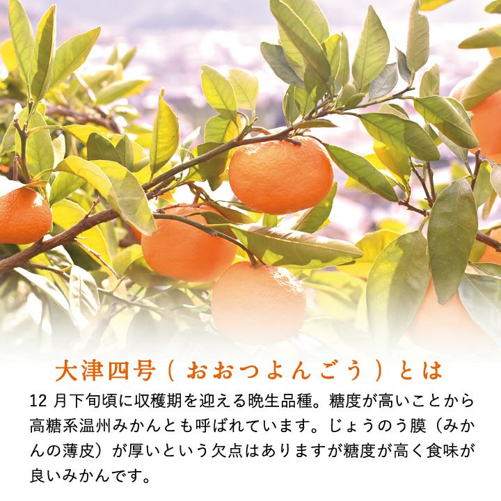 高糖度みかんの大津4号3kg｜紀州有田の早和果樹園