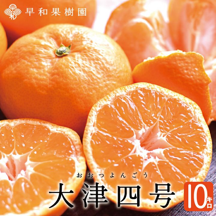 大津4号みかん｜高糖度のまろやかな味わいの有田みかん