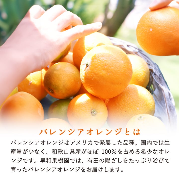 国産バレンシアオレンジのお取り寄せなら和歌山有田みかんの早和果樹園